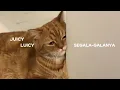 Download Lagu Juicy Luicy || Segala-galanya (Lyric)