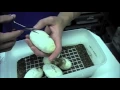 Pro Tips - Pipping Ball Python Eggs