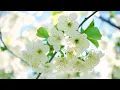Beautiful Instrumental Hymns, Peaceful Music, Piano & Flute "Holy Holy Holy"  Tim Janis