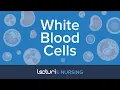 White Blood Cells The 5 WBC Types Reference Ranges Functions Pathophysiology NCLEX Prep