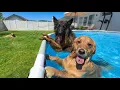 My Dogs Throw The First Pool Party of The Season They Went CRAZY
