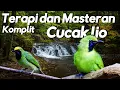 Download Lagu Download Suara Masteran dan Terapi Komplit Cucak Ijo