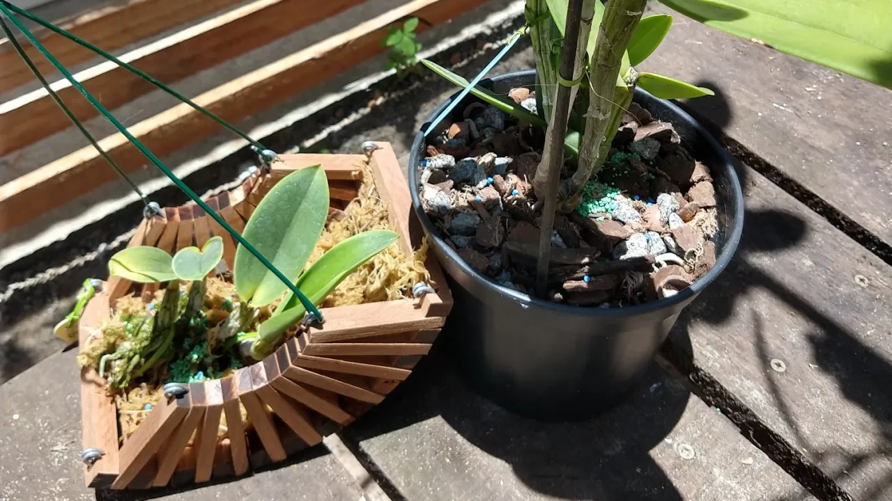 COMO PLANTAR ORQUÍDEAS 2