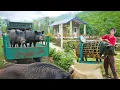 Download Lagu Boost Your Pig Farming Profits - Sell 100KG Pigs After 12 Months \u0026 Buy New Piglets