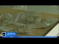 Maryland weed dispensaries to prioritize patients as state prepares for legalization