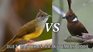 Masteran Kapas Tembak Kombinasi Cililin Terbaru 2023 | Guru Vokal Terbaik Untuk Murai Batu Juara !!