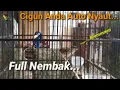 Download Lagu Masteran Ciblek Gunung Gacor FULL NGBREN‼️Tembakan Burung Cigun Bikin Lawan Diam