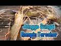 Download Lagu Udang Galah Air Masin Sungai Rompin@shahangler1572 