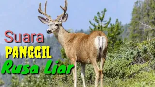 suara panggil rusa di alam liar