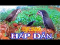 Download Lagu Bẫy quốc quốc bổi BAY ĐÂM MỒI NHƯ DAO ĐÂM,tổng hợp pha bẫy  quốc ngực trắng HĂNG MÁU bằng thòng lọng