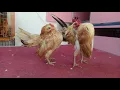 Download Lagu ayam serama ( serama chicken ) || DJ AYAM (shake the chicken )