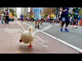 Wrinkle the Duck Runs NYC Marathon - wins medal