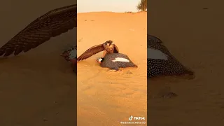                          صيد الصقور   شاهين دندنها