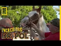 Horse Gets Its Teeth Shaved The Incredible Dr Pol