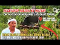 Download Lagu MANTAP KDM❗EXCAVATOR CAK MUJI MASUK HUTAN RIMBA❗MENGAMUK LAGI BABAT POHON KALI SRENGSENG BEKASI❗#kdm