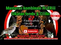 Download Lagu Masteran kombinasi sikatan londo \u0026 cililin coklat. Cocok untuk masteran MB, cucak ijo \u0026 kacer.
