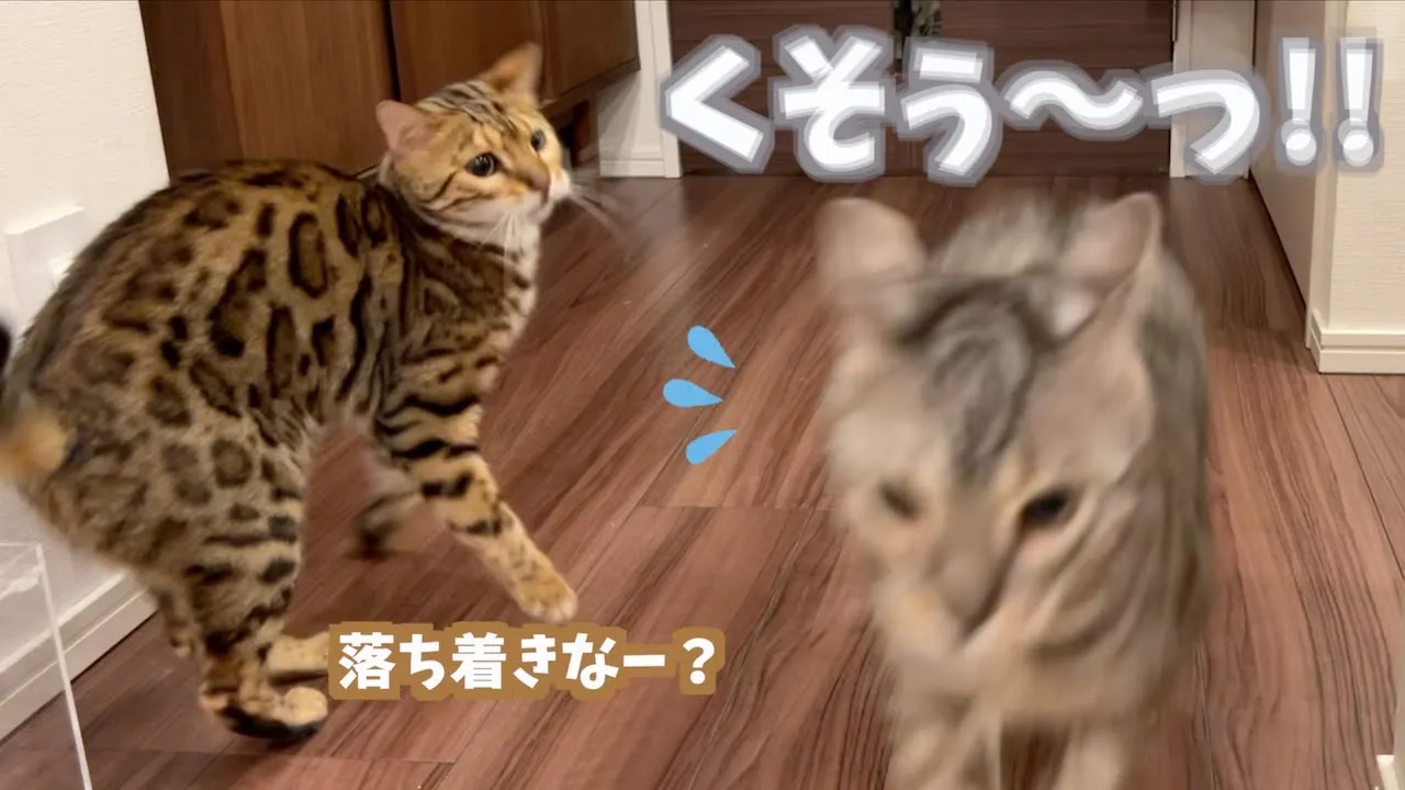 風呂に入ってる飼い主達を心配しておかしくなっていくネコ