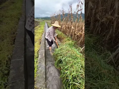 水路清掃：水流を利用した管理手法 | 수로 정비: 흐르는 물을 이용한 농업 관리