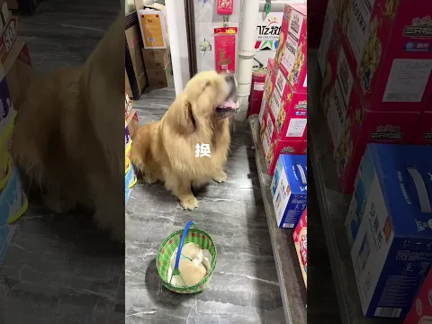 Golden Retriever Trade Time #shorts #dogs