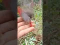 Download Lagu Burung terganas pada suara Pancingan Burung Hutan #birds #nature #suaraburungkecil