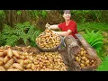 Download Lagu Using 3-Wheeled Truck to Harvest a Lot of Coconut Weevils Go to Market Sell – Take Care of Rabbits