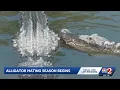 Florida s urge caution as alligator mating season begins