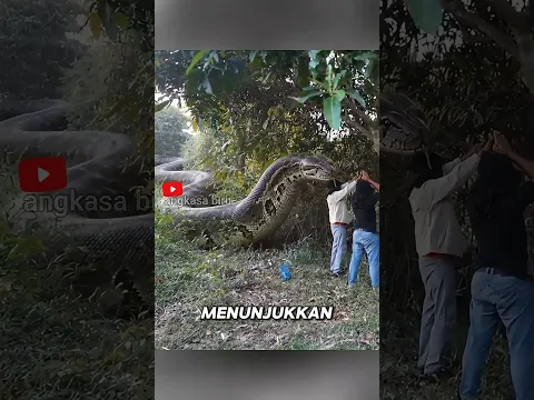 Kunci Harta Karun Ada di Taring Ular? #hartakarun #legendajawa #ularghaib