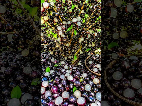 A quick and easy method for growing and propagating jaboticaba fruit trees. #garden #fruit #nature