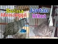 Download Lagu Perkutut Betina Memanggil Jantan Memancing Perkutut Jantan Langsung Manggung Kerot Bekur