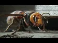 Ferocious Hornet Moments Top 5 BBC Earth