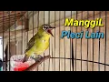 Download Lagu Suara Burung Pleci Memanggil Pleci Lain