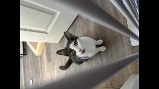 Moggy's Meowternity Journey