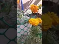 Download Lagu tried to make a flower tower of marigold flowering plant. 🌻(☞ﾟヮﾟ)☞(●'◡'●) #shortsviral