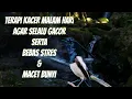 Download Lagu Terapi kacer malam hari biar gacor terapi air mengalir