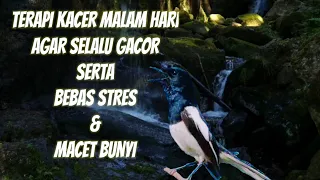 Download Terapi kacer malam hari biar gacor terapi air mengalir MP3