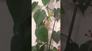 مساء الخير أجمل مقطع موسيقى ام كلثوم Shorts 