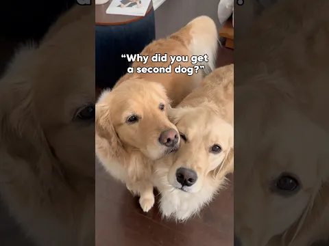 Because life is better together 🥹❤️ #dogshorts #dogs #doglife #goldenretriever #cutedog