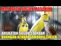 Download Lagu MASTERAN SOGON MASAKINI||BUKAAN SOGON STANDAR BUANGAN KENARI SAMBUNG CIBLEK