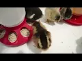 HOW TO RAISE CHICKS | EASY Baby Chicken Care 101 | Egg Laying Hens For Beginners |  Backyard Flock