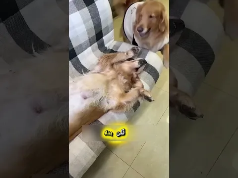 وفاء الكلب لصاحبه 🥹