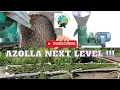 Download Lagu UNLI FEEDS 😎 DIY pellet feeds using rice bran and azolla | Sobra tipid sa pagkain nito 👌👌👌