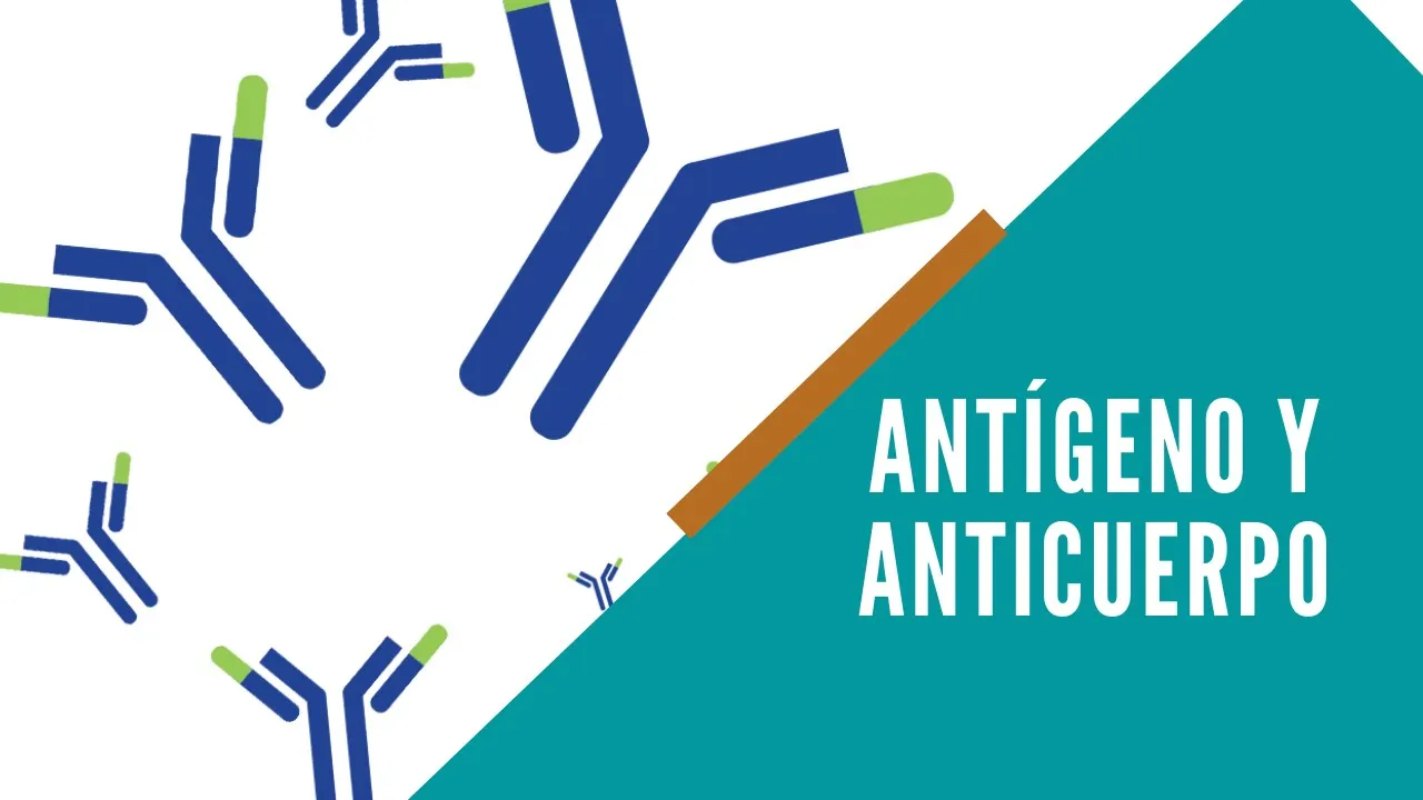 ANTÍGENO Y ANTICUERPO | LA PROFE DE INMUNO | CLASE 1