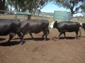 Harris Black BB Cows