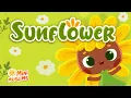 Download Lagu Muslim Songs For Kids 🌻  Sunflower ☀️  MiniMuslims