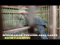 Lagu Bongkaran terahir asal laku !! Kios cak suri PB, pramuka