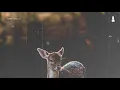 Phelian - Do You Know