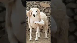 نشري كبش تع رومانيا          دندنها