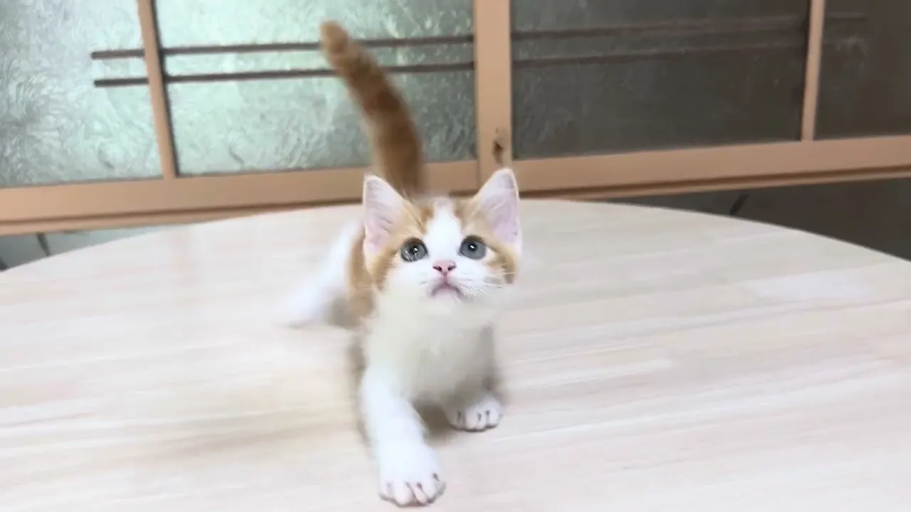 動画