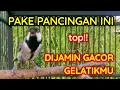 Download Lagu Masteran gelatik batu gacor full isian, tembakan dan durasinya 1 jam