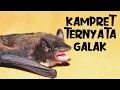 Suara Kelelawar Masuk Rumah Dan Reaksi Saat Disentuh